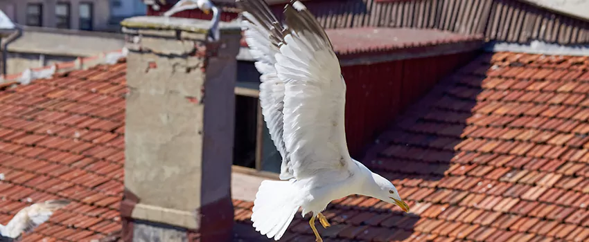 Residential Chimney Animal Removal Solution in Shawnee, KS