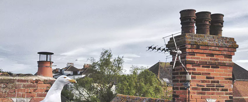 Chimney Cleaning And Restoration in Shawnee, Kansas